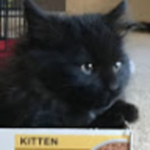 Meet your Posher, Rikki